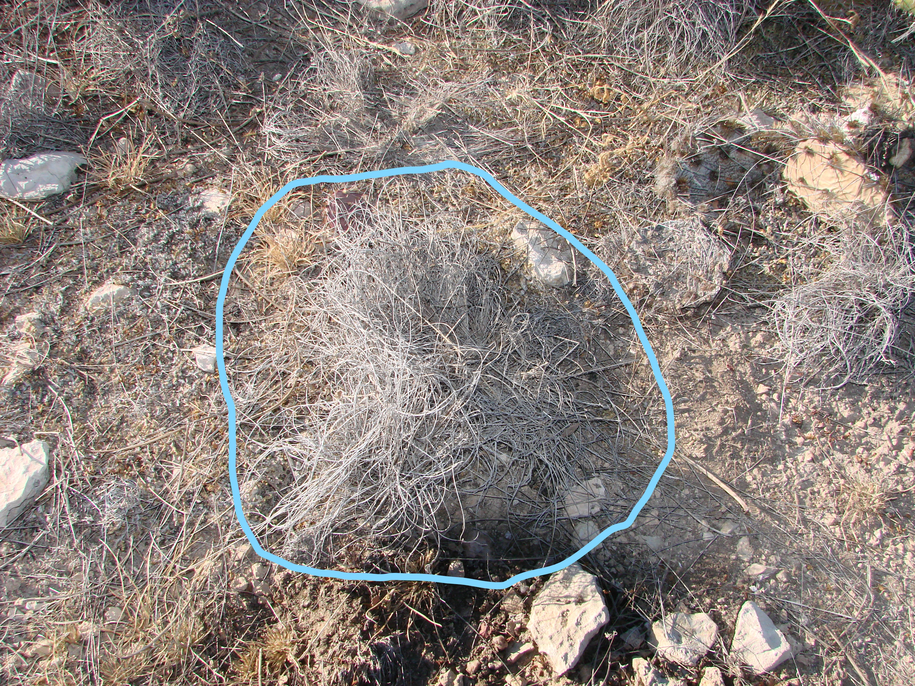 What Color is Your Dormant Rangeland? Gray? | Rangelands and Ranching