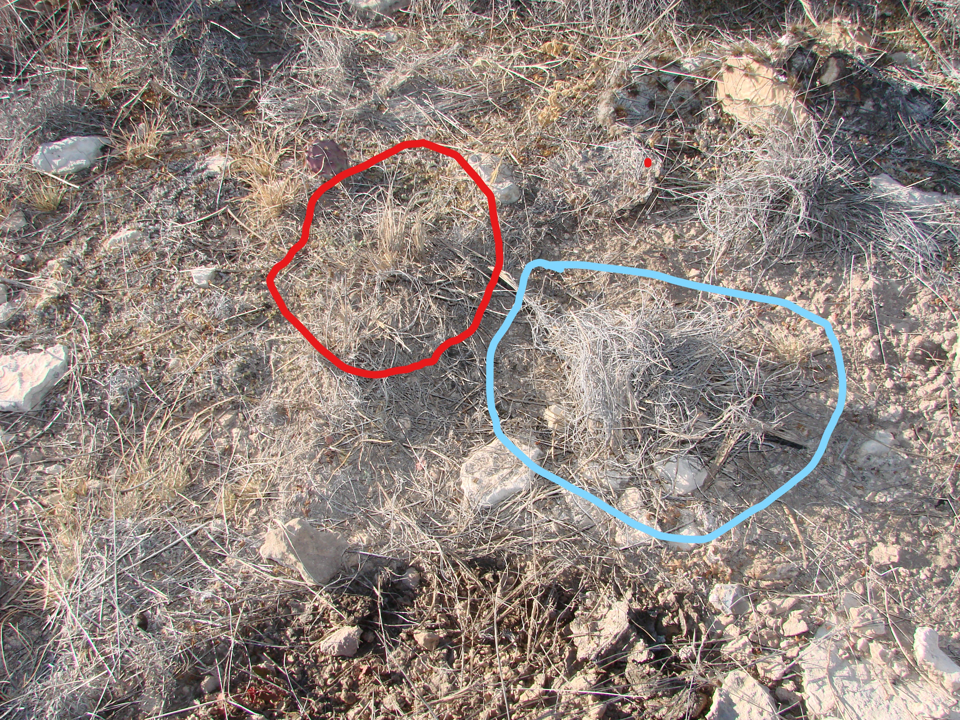 What Color is Your Dormant Rangeland? Gray? | Rangelands and Ranching