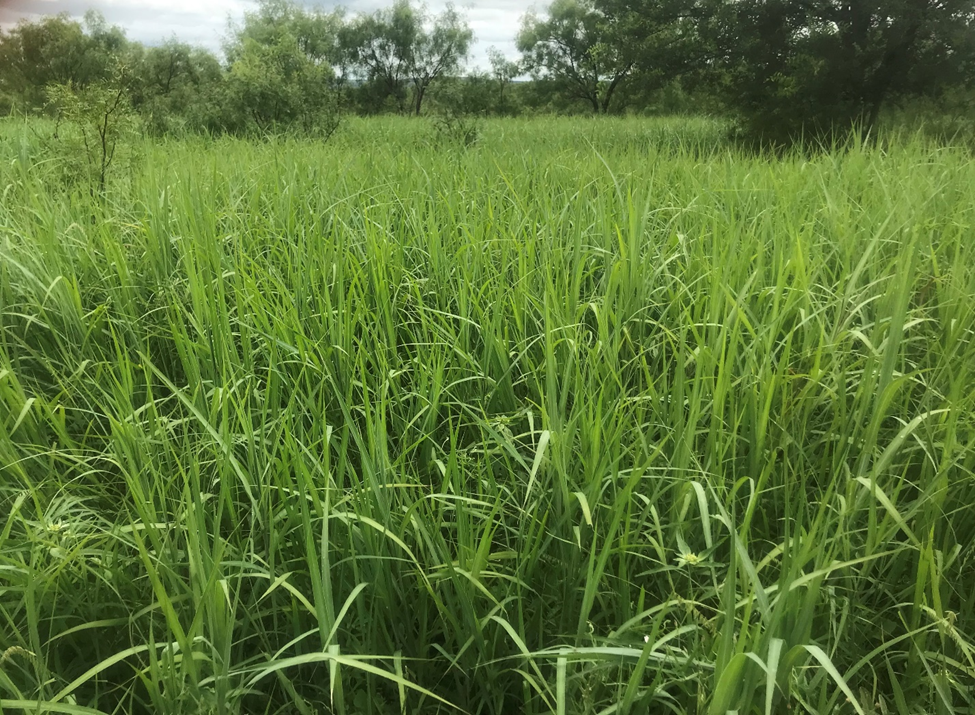Properly Cared for Rangelands Can Adapt to Most Environmental ...