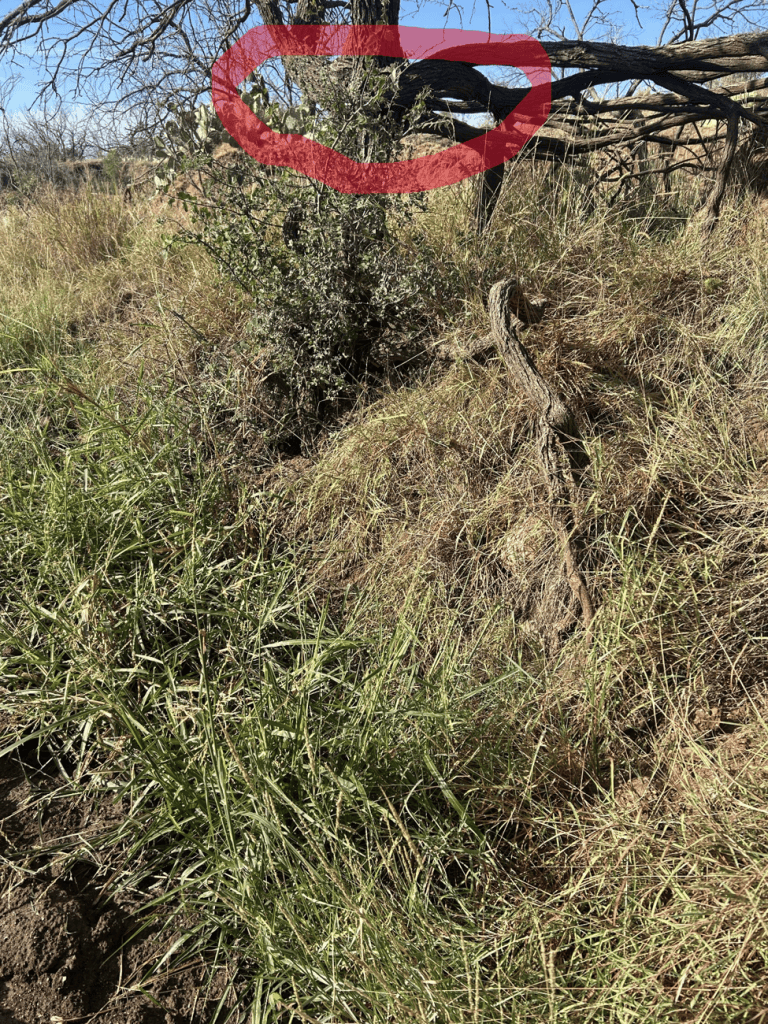 A close-up view of a grassy area with a bush and some dry branches in a natural landscape.